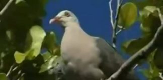 حماية الطيور النادرة من الانقراض