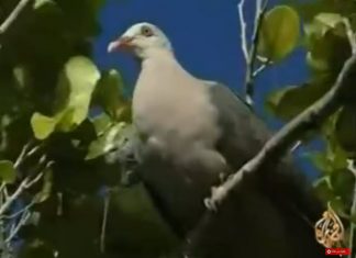 حماية الطيور النادرة من الانقراض