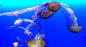 تحذير من هيمنة قناديل البحر على محيطات العالم