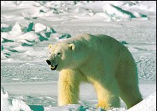 انقسام نشطاء الحياة البرية بشأن حظر تجارة الدببة القطبية