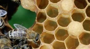 العسل يقتل البكتيريا المقاومة للمضادات الحيوية