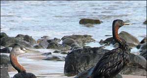 الخطر يحيق بالتنوع البيئي