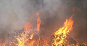 الحرائق تدمر350 مليون هكتار سنويا