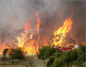 الحرائق تدمر350 مليون هكتار سنويا