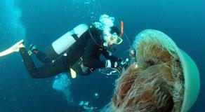 قناديل بحر ضخمة تروع اليابان وتنتشر في اسكتلندا