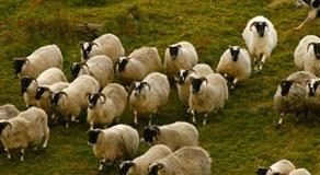 خراف اسكتلندا تخالف “داروين” بسبب الاحتباس الحراري