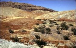 التصحر يسيطر على قرية معيزيلة ويهدد مساحات واسعة من الأراضي في المنطقة الشرقية