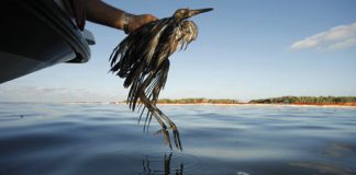 استراليا تحاول تفتيت بقعة نفطية وسط مخاوف بشأن الحياة البرية