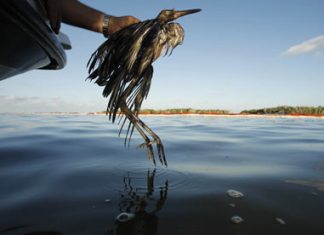 استراليا تحاول تفتيت بقعة نفطية وسط مخاوف بشأن الحياة البرية