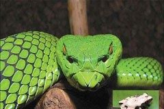 تغير المناخ يهدد الأنواع النادرة في منطقة ميكونغ الكبرى