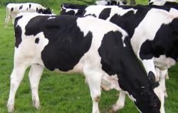 إنتاج الكهرباء والغاز بوساطة الهواضم الحيوية في السويداء