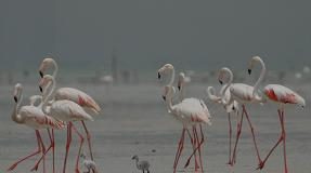 اكتشاف أكبر مستعمرة لتكاثر الفلامنجو في جنوب الخليج العربي
