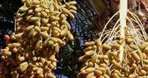 العراق يحول تموره الفاسدة إلى وقود