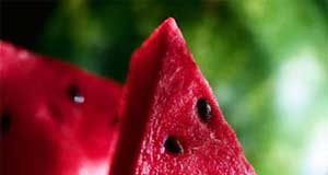 البطيخ.. الوقود المستقبلي للسيارات