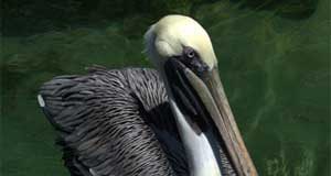 المناخ ونظرية ‘البجعة السوداء’