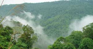 وكالات فضاء وشركة جوجل يبحثون عن سبل لحماية الغابات