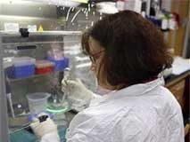 اغلب الذين يدخلون المستشفيات بسبب انفلونزا الخنازير تقل اعمارهم عن 25