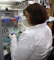 اغلب الذين يدخلون المستشفيات بسبب انفلونزا الخنازير تقل اعمارهم عن 25