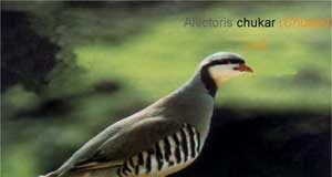 الطيور البرية أولى ضحايا تغير المناخ في المشرق العربي