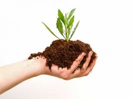 الأسمدة العضوية واستخداماتها