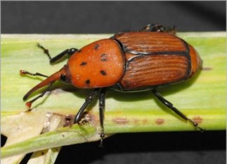 تأثير لون المصائد الفيرمونية التجميعية لسوسة النخيل الحمراء على أعداد الحشرات التي تلتقطها