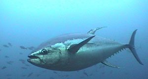 التونة ذات الزعانف الزرقاء تستوفي معايير حظر المتاجرة بها دولياً