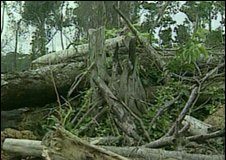 ازالة الغابات في حوض الامازون “عند اقل مستوى”