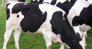 استخدام روث الابقار في توليد الطاقة لمئات المنازل في هولندا