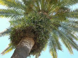 الظواهر الفسيولوجية على أشجار النخيل بدولة الإمارات العربية المتحدة