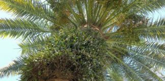 الظواهر الفسيولوجية على أشجار النخيل بدولة الإمارات العربية المتحدة