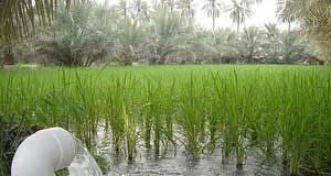 مسؤول: الحفاظ على المياه أمر أساسي لسد النقص فيها