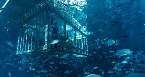 “دبي أكواريوم وحديقة الحيوانات المائية” يقدم لرواده “تجربة القفص”