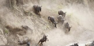 أفواج «النو» البرية تختار بين القفز في نهر مليء بالتماسيح أو الموت