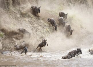أفواج «النو» البرية تختار بين القفز في نهر مليء بالتماسيح أو الموت