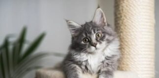 الحياة من منظور القطط