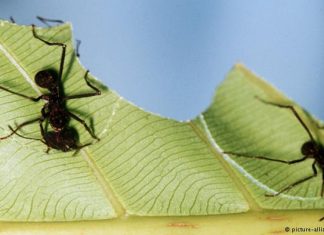 نبات مفترس يتغذى على النمل