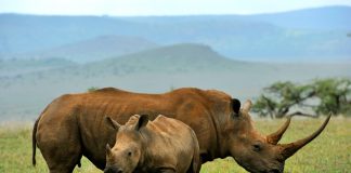 جنوب أفريقيا تنقل وحيد القرن خارج حدودها لمكافحة الصيد الجائر