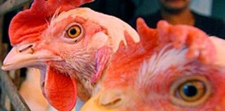 بريطانيا ترصد إصابات بإنفلونزا الطيور