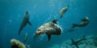 اللائحة الخضراء تروّج لمناطق تحتاج الحماية