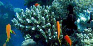 تنظيف أعماق البحر في جدة لحماية الشعاب المرجانية