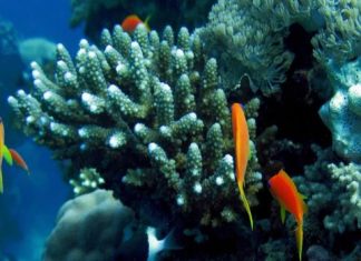 تنظيف أعماق البحر في جدة لحماية الشعاب المرجانية