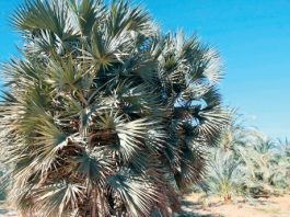 نباتات الصحراء . . خضرة ساحرة وصيدلية طبيعية