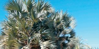 نباتات الصحراء . . خضرة ساحرة وصيدلية طبيعية