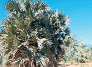 نباتات الصحراء . . خضرة ساحرة وصيدلية طبيعية