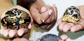 حديقة الحيوانات في العين تستقبل صغار زواحف