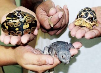 حديقة الحيوانات في العين تستقبل صغار زواحف