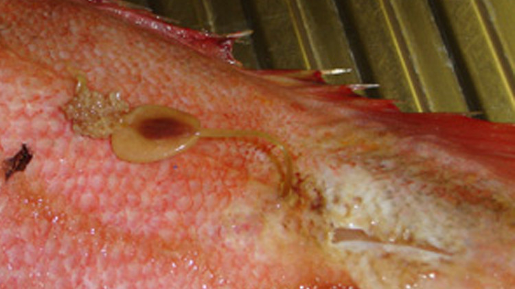 سمكة مصابة بديدان طفيلية 