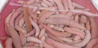 تغير المناخ يسبب تكاثر اعداد الطفيليات البحرية