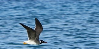 مادة لزجة غامضة تلوث الطيور البحرية في خليج سان فرانسيسكو