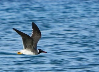 الاعتراف بحقوق الطيور البحرية